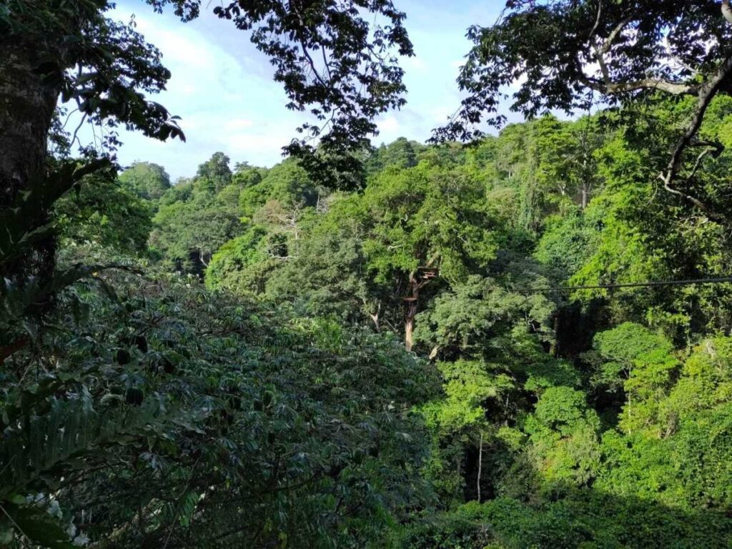 mabira forest